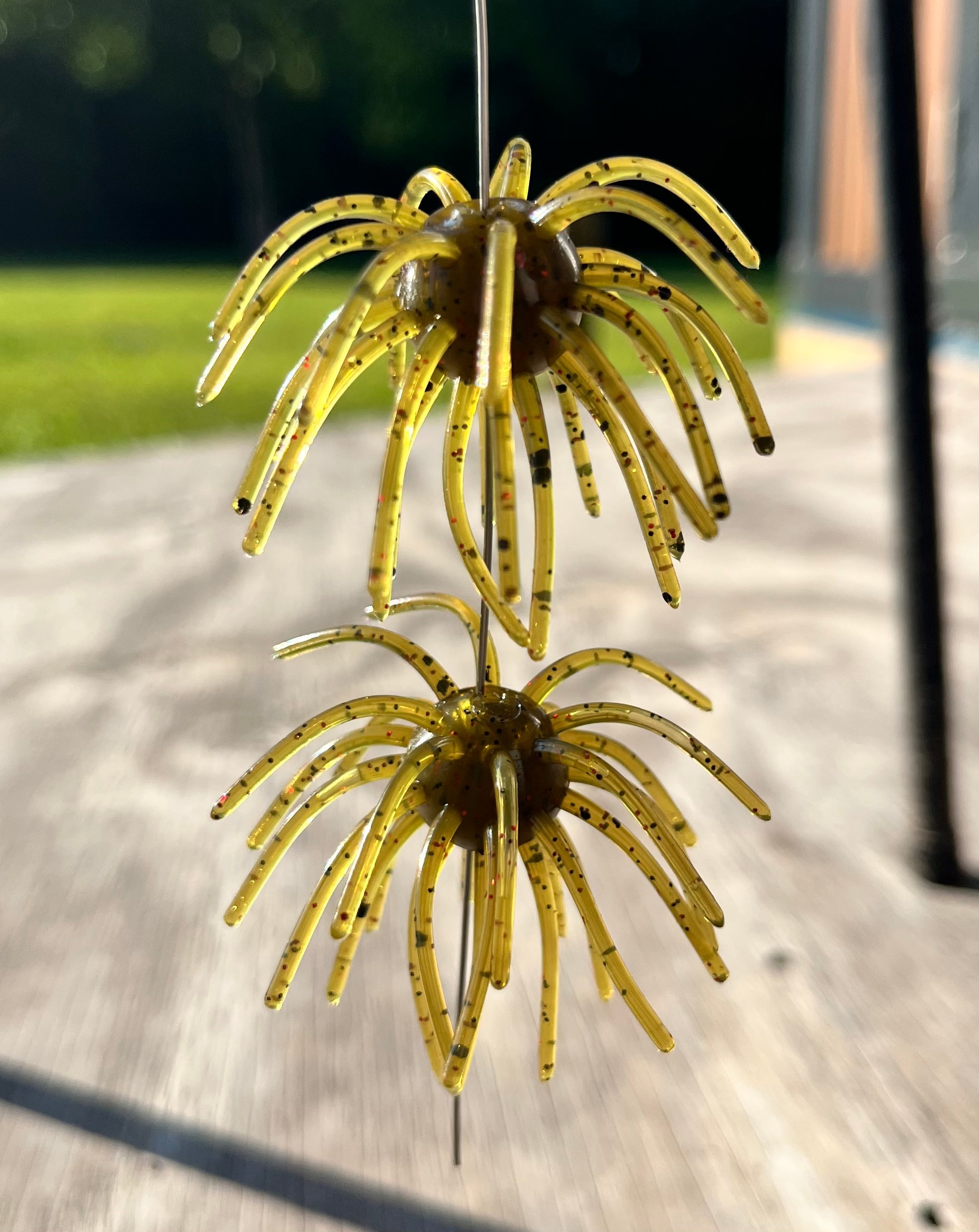2.5" SweetGum